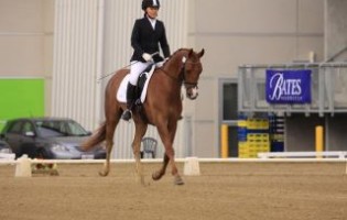 North Island Dressage Champions – The Hanoverians