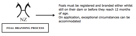 Foal Branding Process