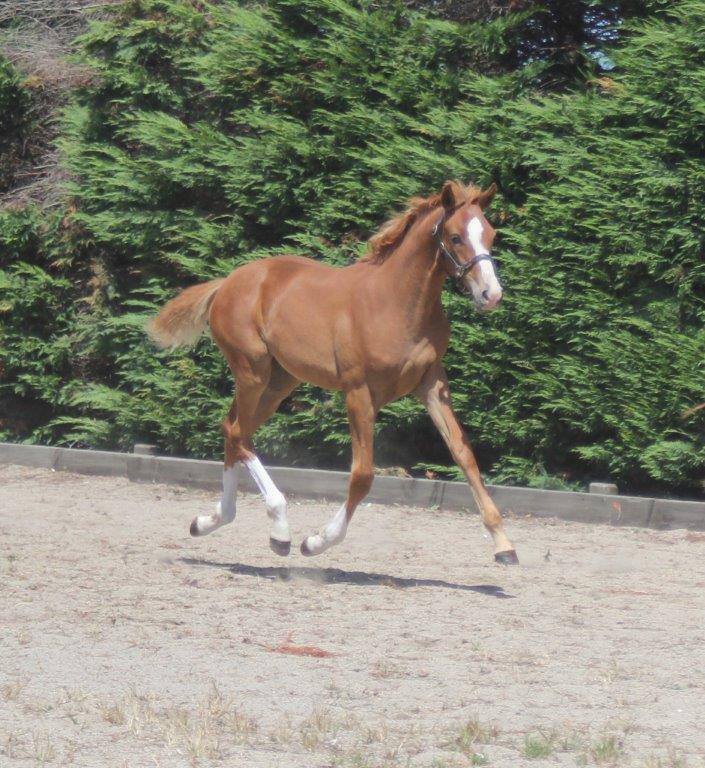 2015 Verband Visitor Tour – Top Foals