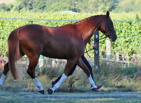 SWE Rascalina during her Mare Classification.