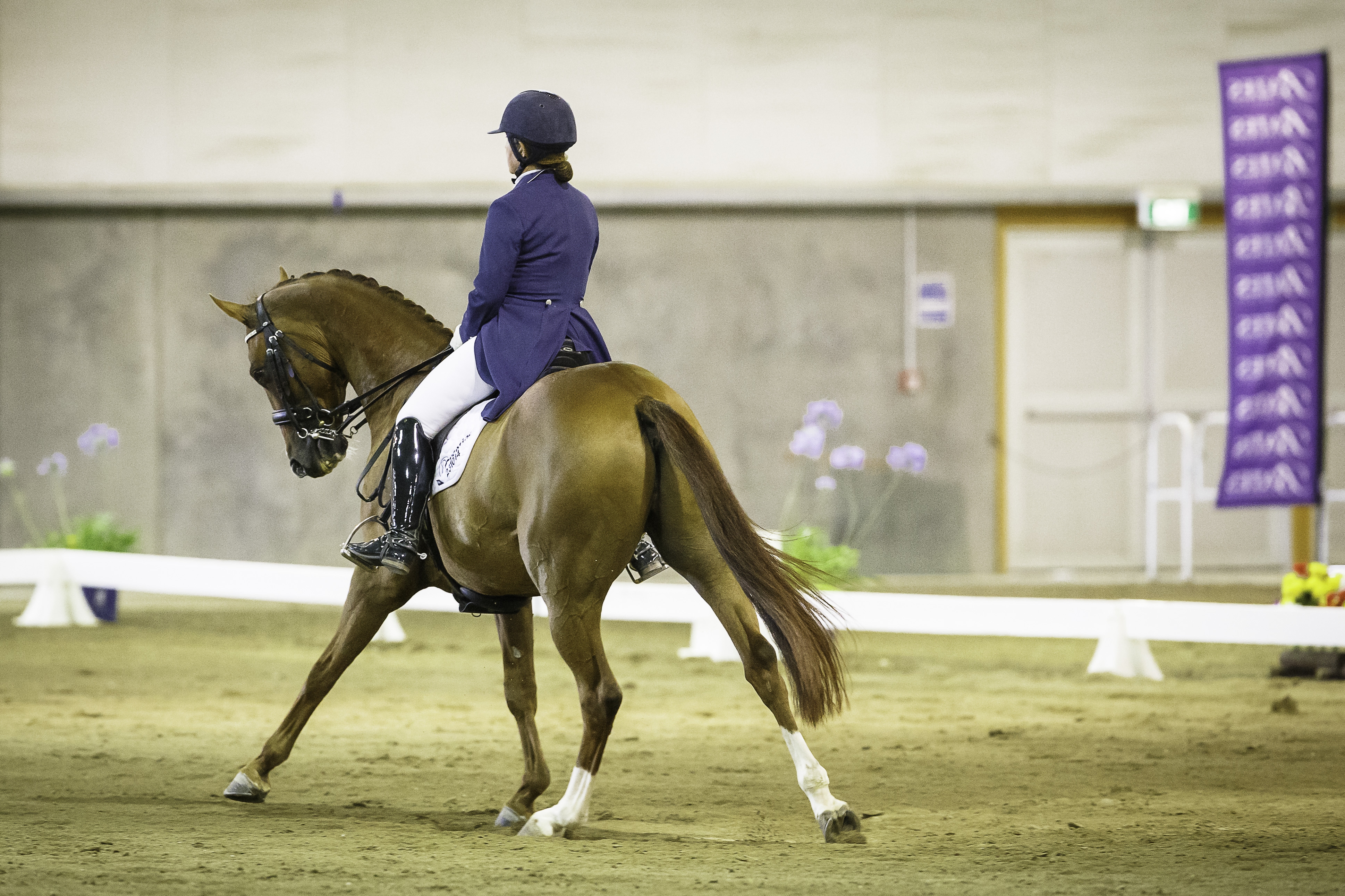 Hanoverian Champions – Horse of the Year Show 2016