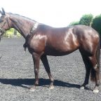 Horse Conformation Analysis - Breeders...