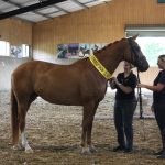 Where does your mare fit into the...