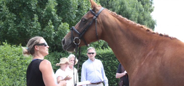 Top Mares from the 2019 Hanoverian Tour