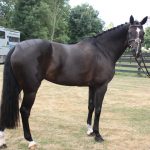 Fact Box 1 - Studbook Eligibility -...