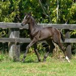 Fact Box No 3 - The Registration Process