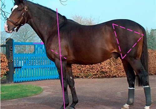 Conformation analysis in Jumping Horses Conformation analysis in Jumping Horses