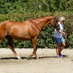 Fact Box 2 - Mare Classification Process...