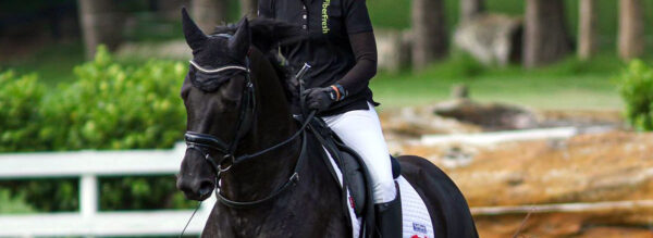 The New Zealand Hanoverian - Talented sport horses for the dressage, jumping, eventing and driving