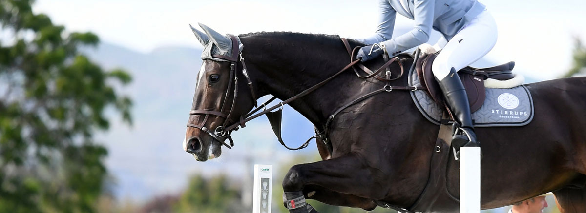 The New Zealand Hanoverian - Talented sport horses for the dressage, jumping, eventing and driving