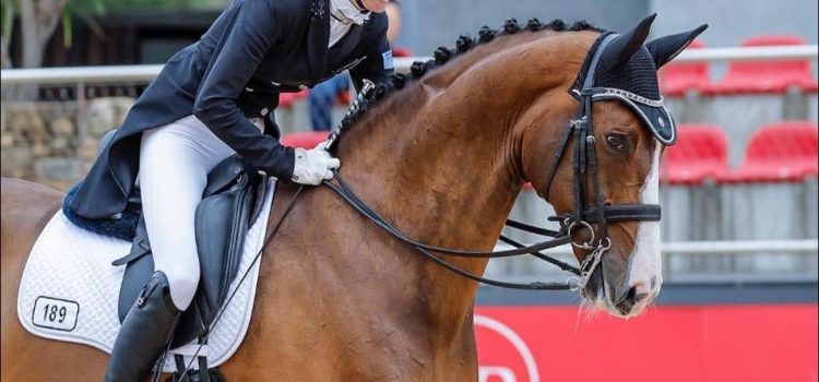 NZHS Hanoverian and Rheinland Breeders Series 2025-26