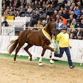 Stallion Licensing in Verden 2023 – Ten premium dressage stallions awarded