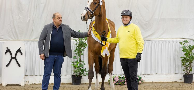 Hanoverian Jumping Stallions Licensing in Verden 2023 – Quality like not seen for a long time