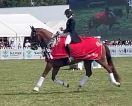Enjoy this victory lap by Wendi Williamson and Dressage Horse of the Year 2024 NZ Don Vito MH (Don Frederico/Anamour), also winners of the Grand Prix Championship.
