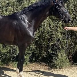 Remi State Secret – standing at stud in Palmerston North
