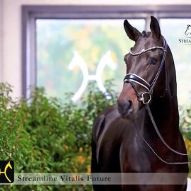 Streamline Vitalis Future
