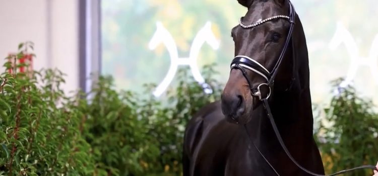 New Licensed Stallion for Hanoverian and Rheinland – wonderful news!
