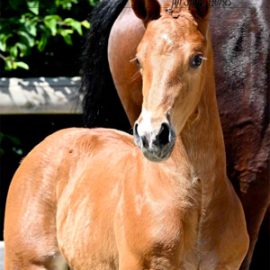 Breeding News August 2026 World Breeding News, August 2026